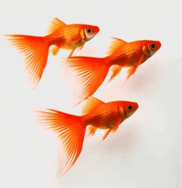 Зграя зростає